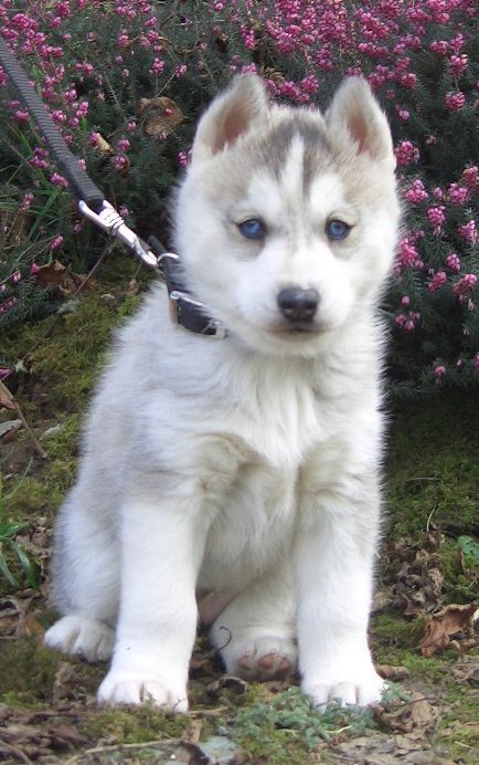 liubov's blue saphyr 6 semaines